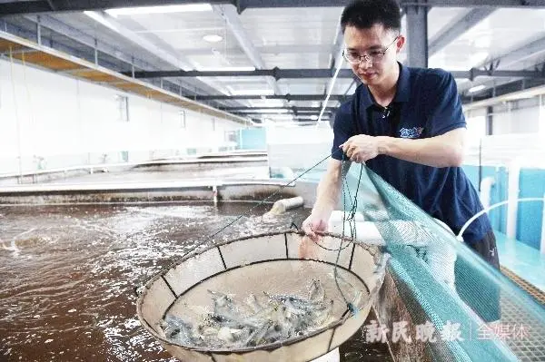 崇明南美对虾养殖技术_对虾南美养殖基地_南美对虾养殖设备