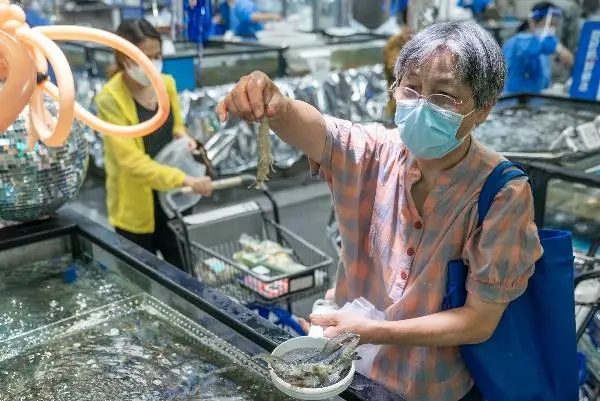 南美对虾养殖设备_崇明南美对虾养殖技术_对虾南美养殖基地