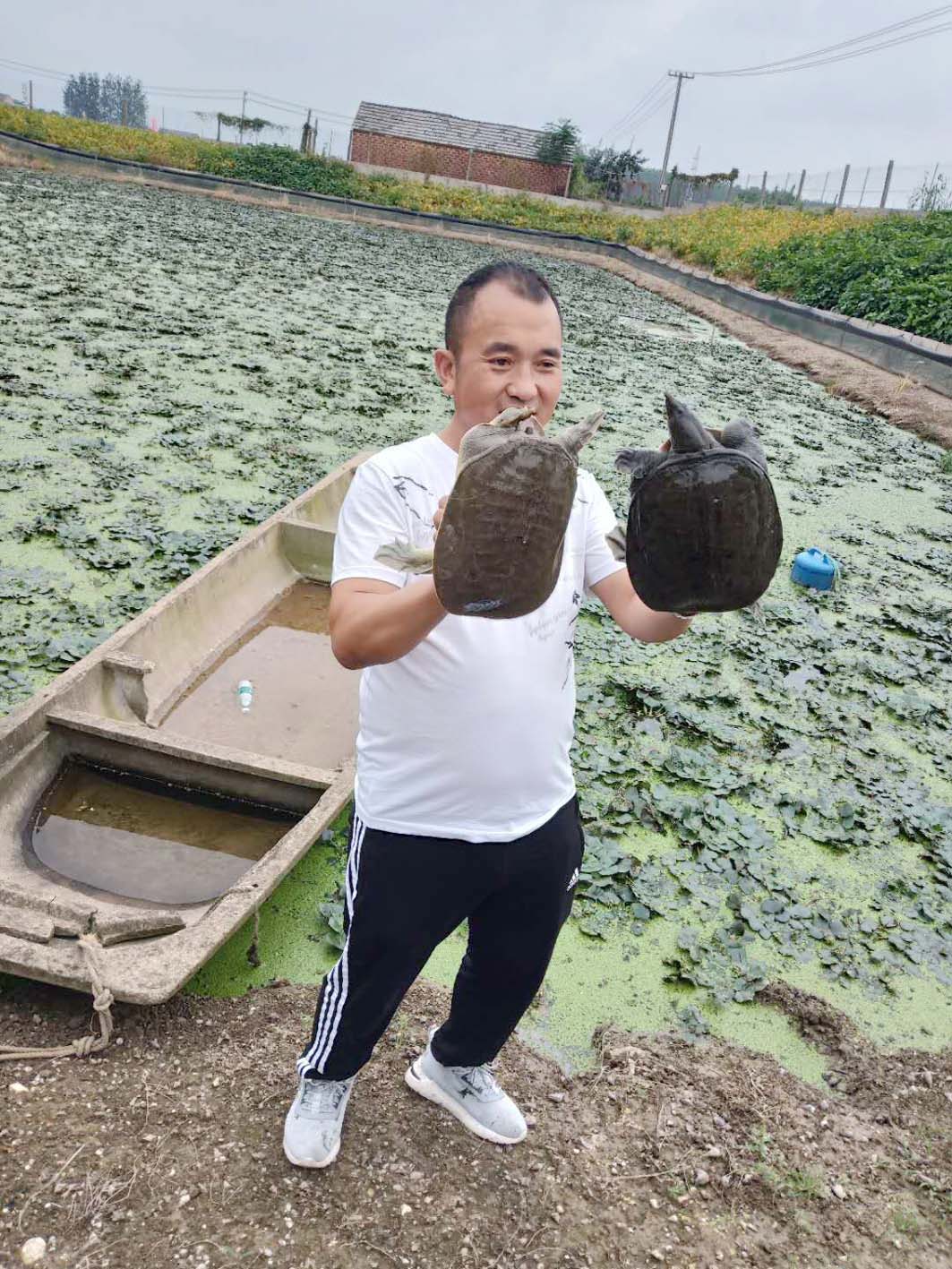 宝应养殖专业户倾囊相授生态养殖 菱角塘里爬出了致富鳖