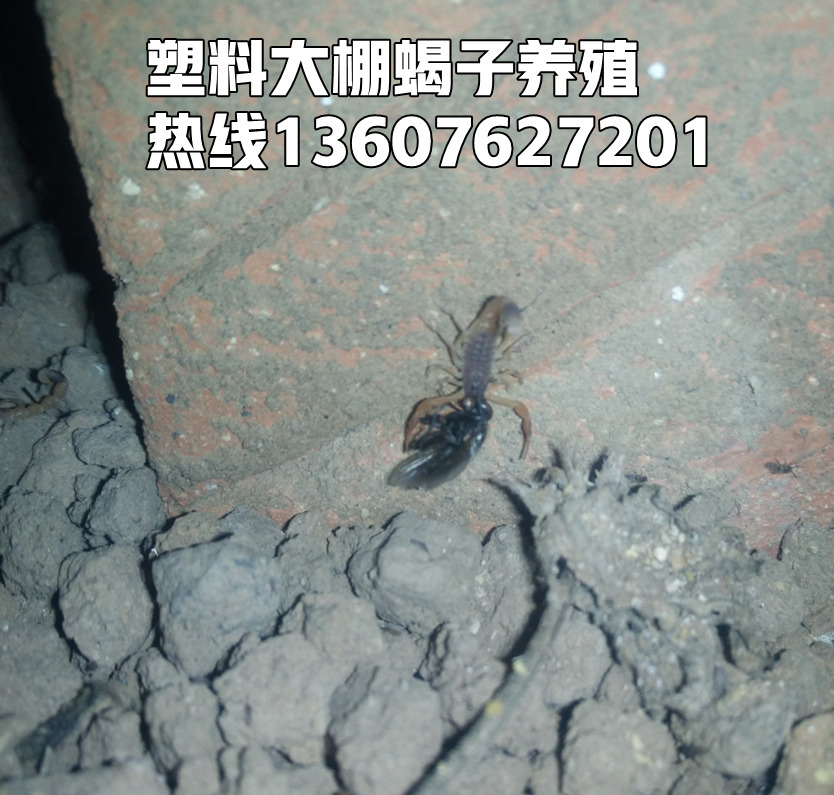 农村家庭养殖致富_农村家庭养殖致富项目_致富农村养殖种植
