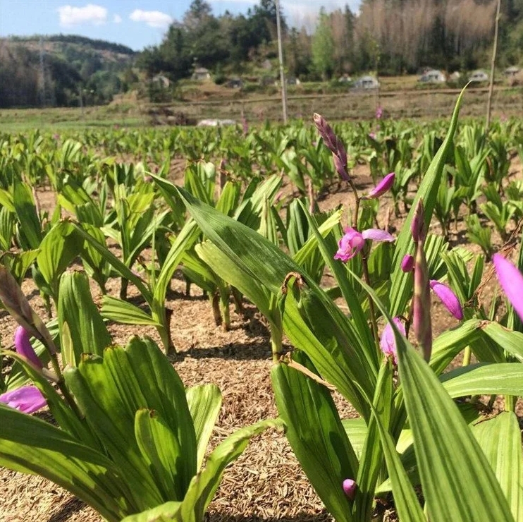 白芨回收价格