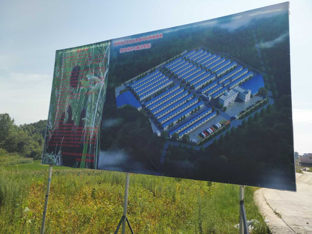 毕节市正农牧业，乌鸡养殖托起致富梦