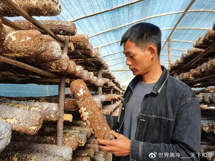 香蕈朵朵立 撑起“致富伞”