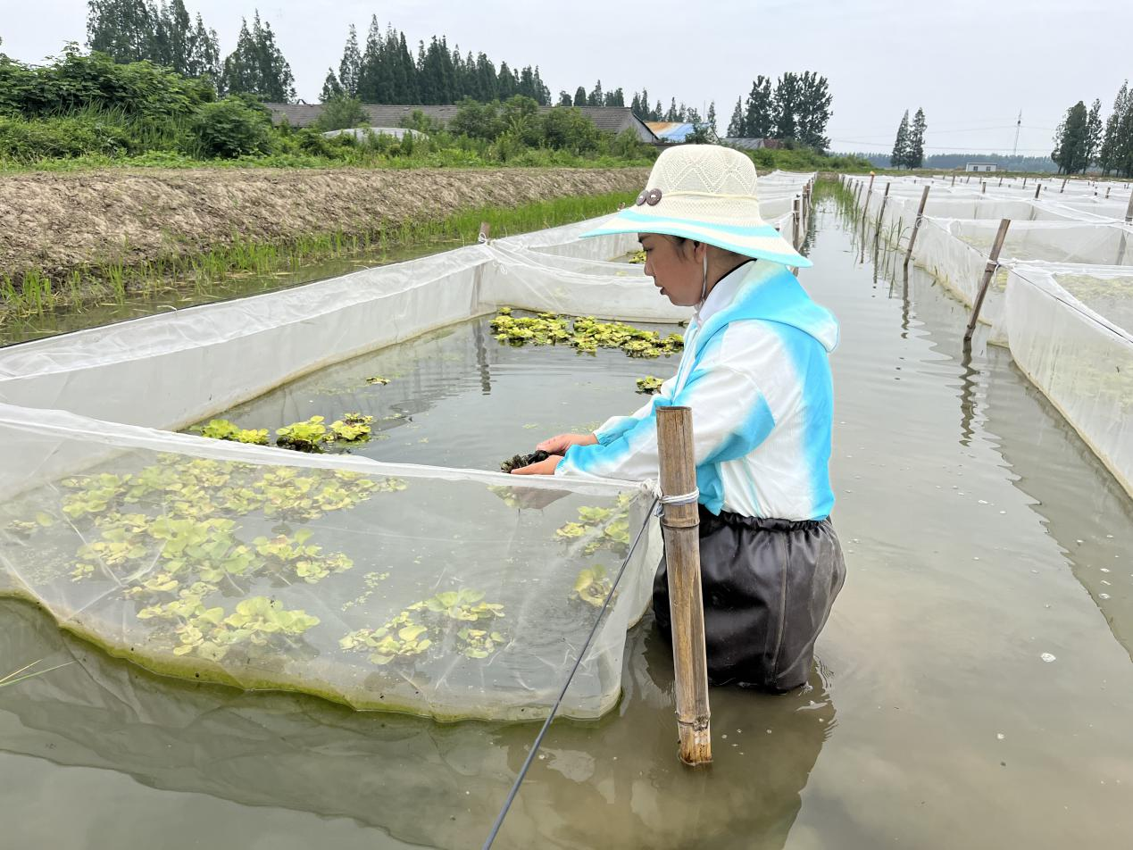 致富经田螺的养殖技术_致富经养殖田螺技术视频_致富养殖田螺技术培训
