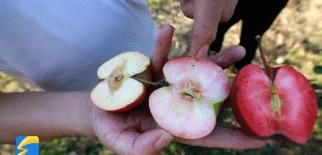 致富种植苹果报道怎么写_种植苹果致富报道_种植苹果致富的人