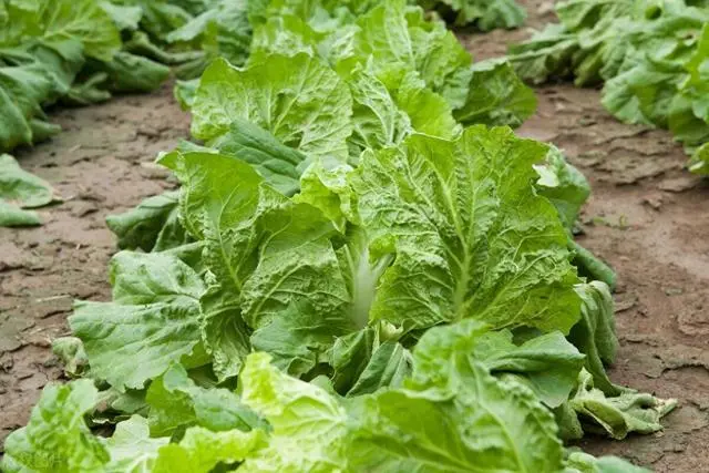 白菜种植技术大全图解_种植大白菜技术_白菜种植技术大全