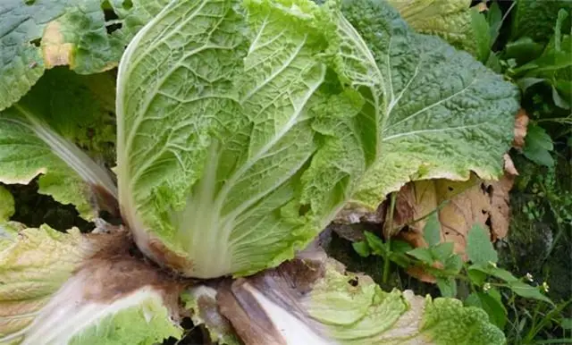 白菜种植技术大全图解_种植大白菜技术_白菜种植技术大全