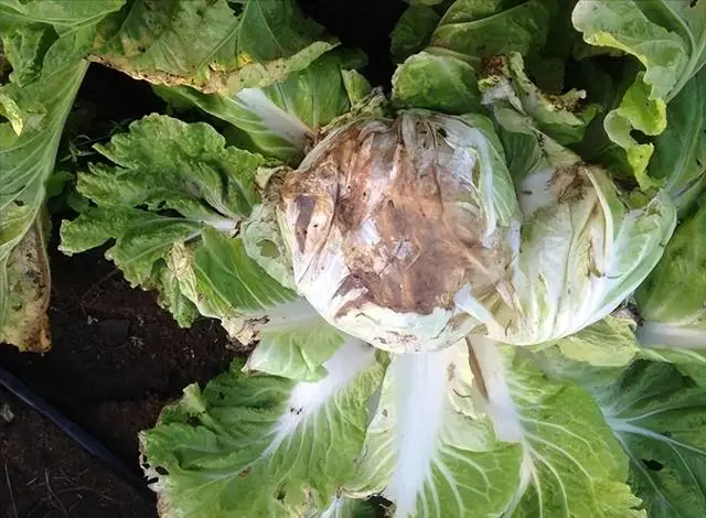 白菜种植技术大全_白菜种植技术大全图解_种植大白菜技术