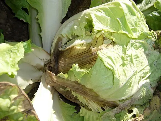 种植大白菜技术_白菜种植技术大全_白菜种植技术大全图解