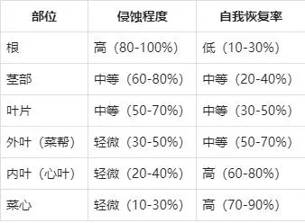 白菜种植技术大全_种植大白菜技术_白菜种植技术大全图解