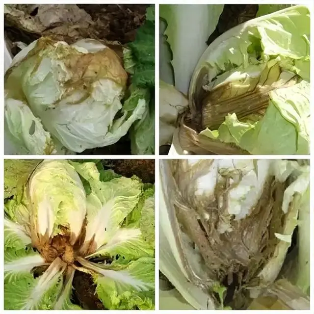 白菜种植技术大全_白菜种植技术大全图解_种植大白菜技术