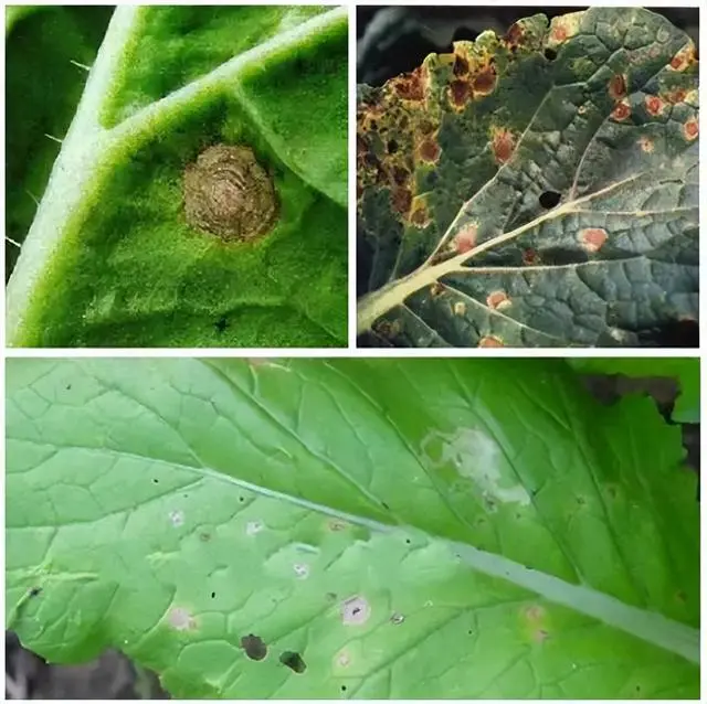 白菜种植技术大全_白菜种植技术大全图解_种植大白菜技术