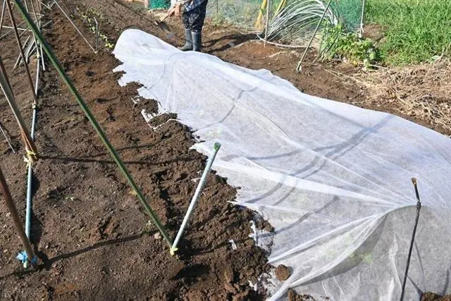 白菜种植技术大全图解_白菜种植技术大全_种植大白菜技术