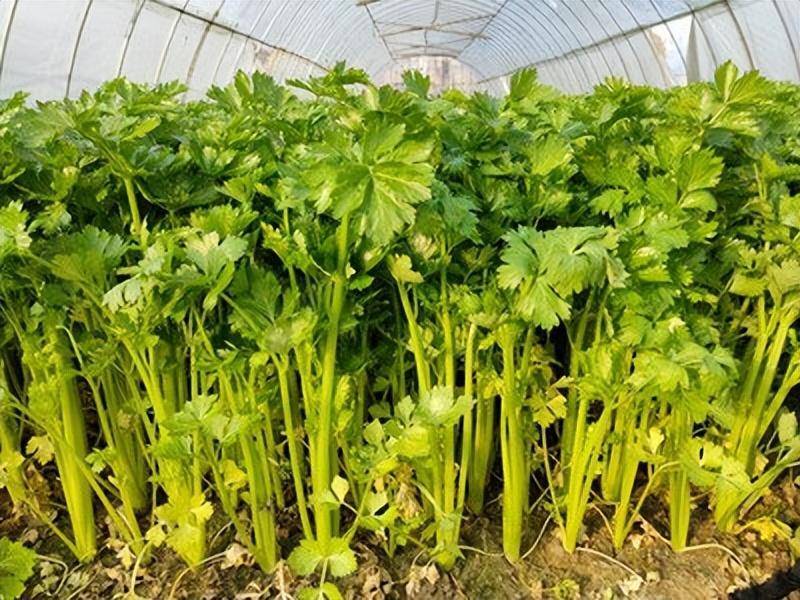 冬季大棚芹菜如何管理？做好这几点，产量高又高产