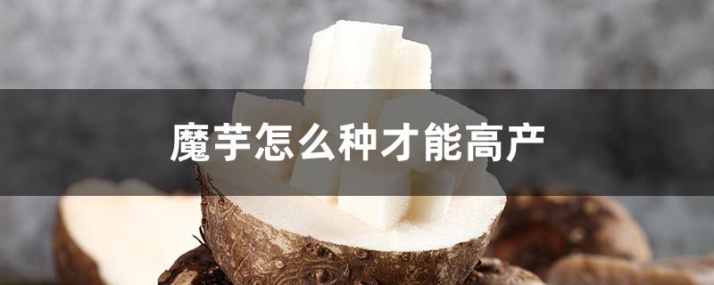 魔芋怎么种才能高产