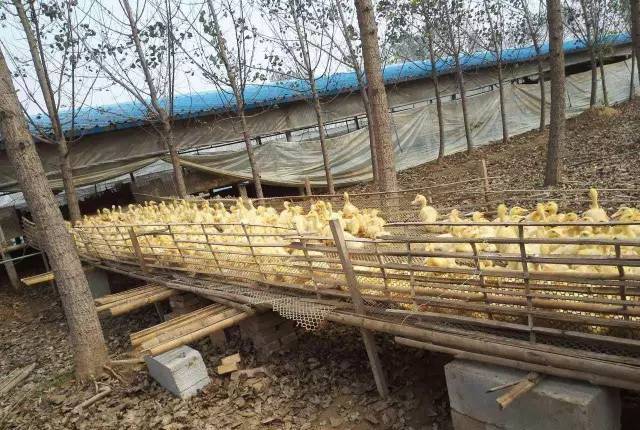 白鸭养殖视频_北京大白鸭养殖技术_大白鸭养殖基地