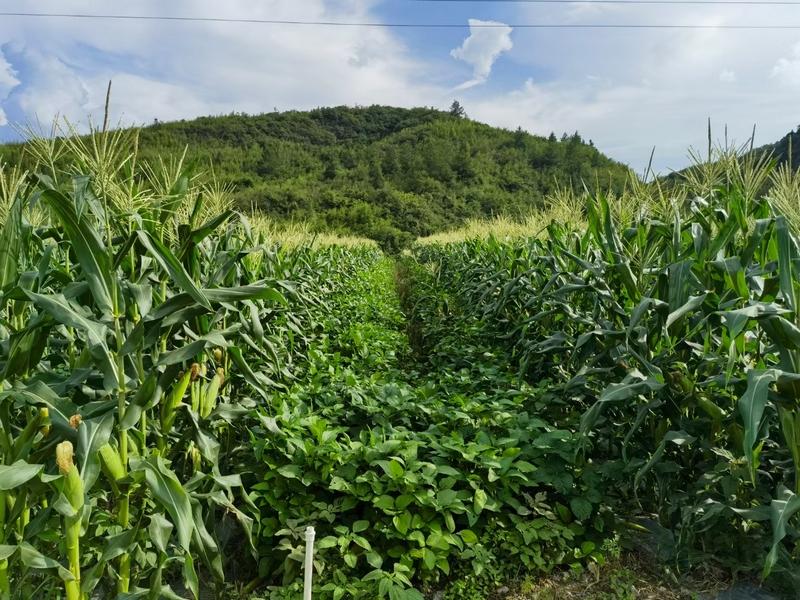 江口太平：水果玉米喜丰收 群众增收乐开颜