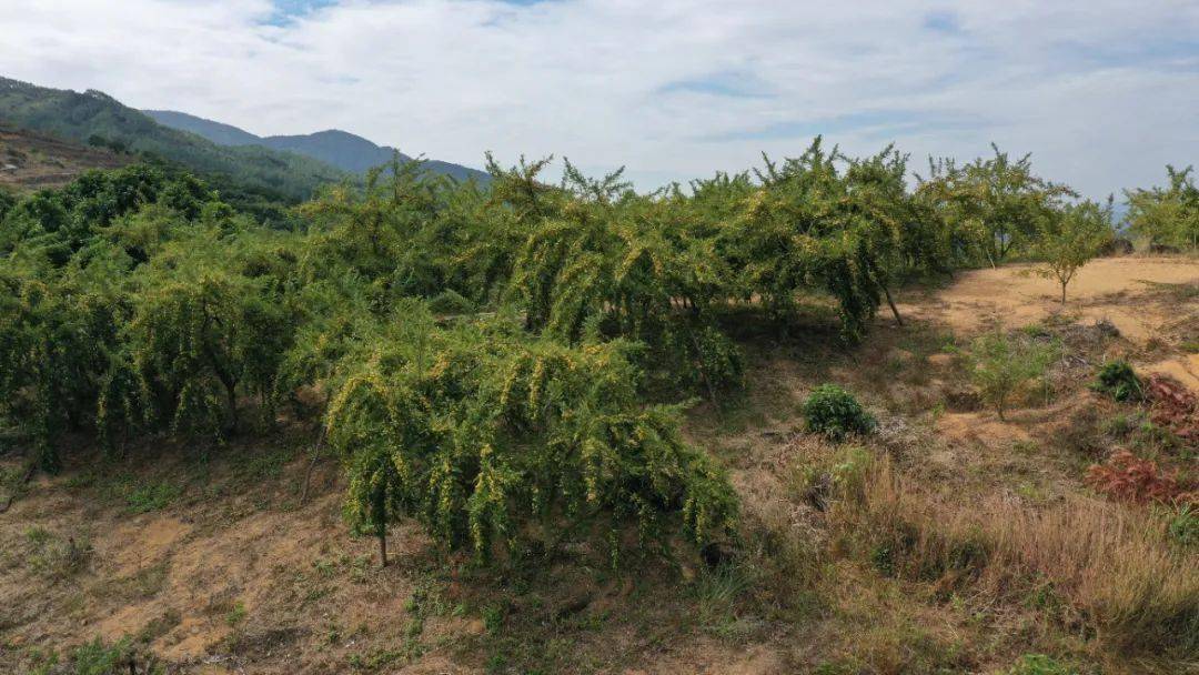 碰柑多少钱一斤_致富经视频碰柑种植_碰柑什么时候播种