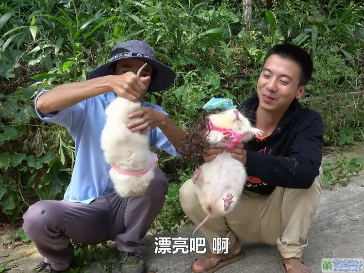 萌娘百科 万物皆可萌的百科全书