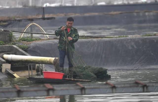致富经养殖虾_致富经淡水虾养殖视频_致富养殖虾