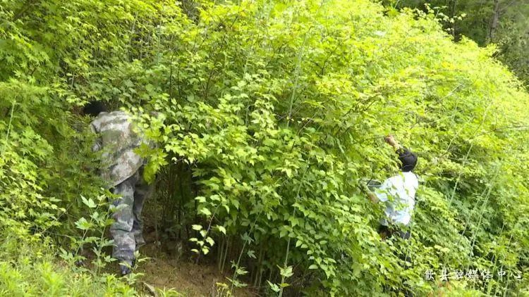 种植覆盆子经济效益前景怎么样_致富经覆盆子种植_覆盆子种植是骗局吗