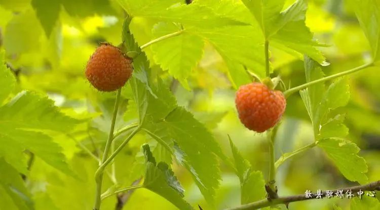 致富经覆盆子种植_种植覆盆子经济效益前景怎么样_覆盆子种植是骗局吗
