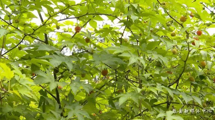 覆盆子种植是骗局吗_种植覆盆子经济效益前景怎么样_致富经覆盆子种植
