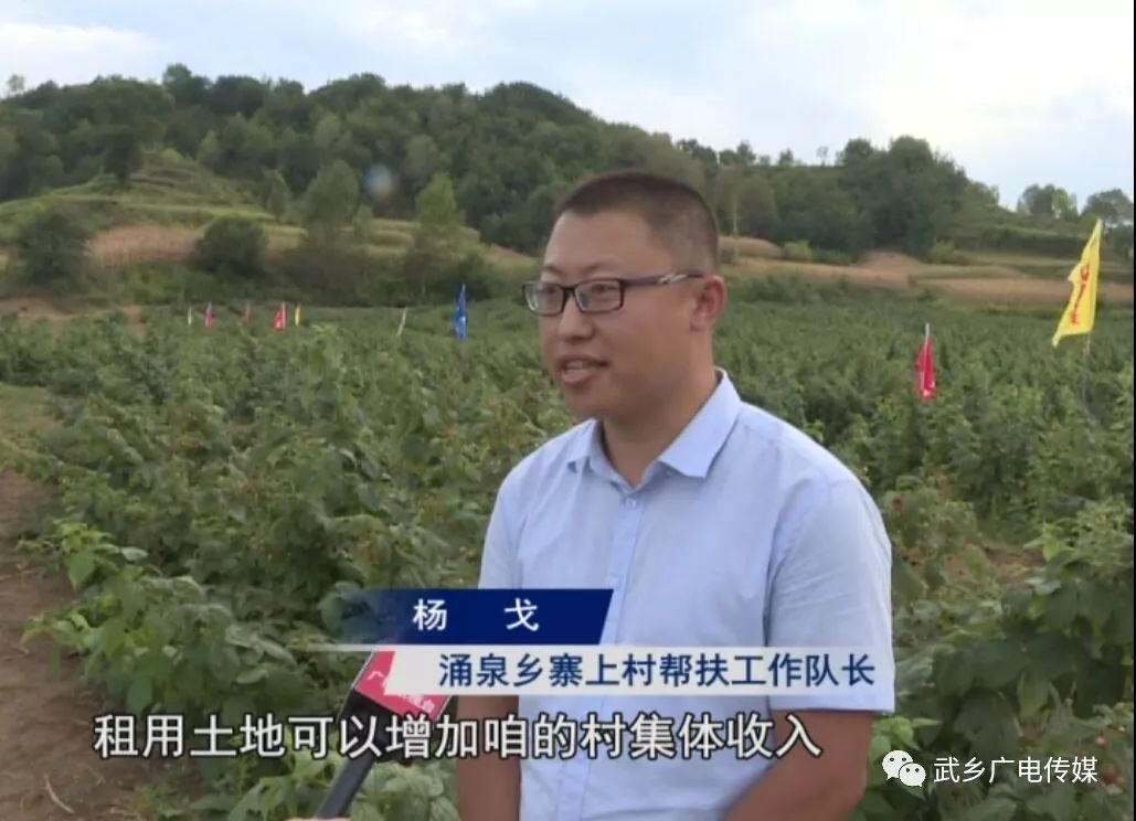 种植覆盆子经济效益前景怎么样_致富经覆盆子种植_覆盆子种植成本与利润