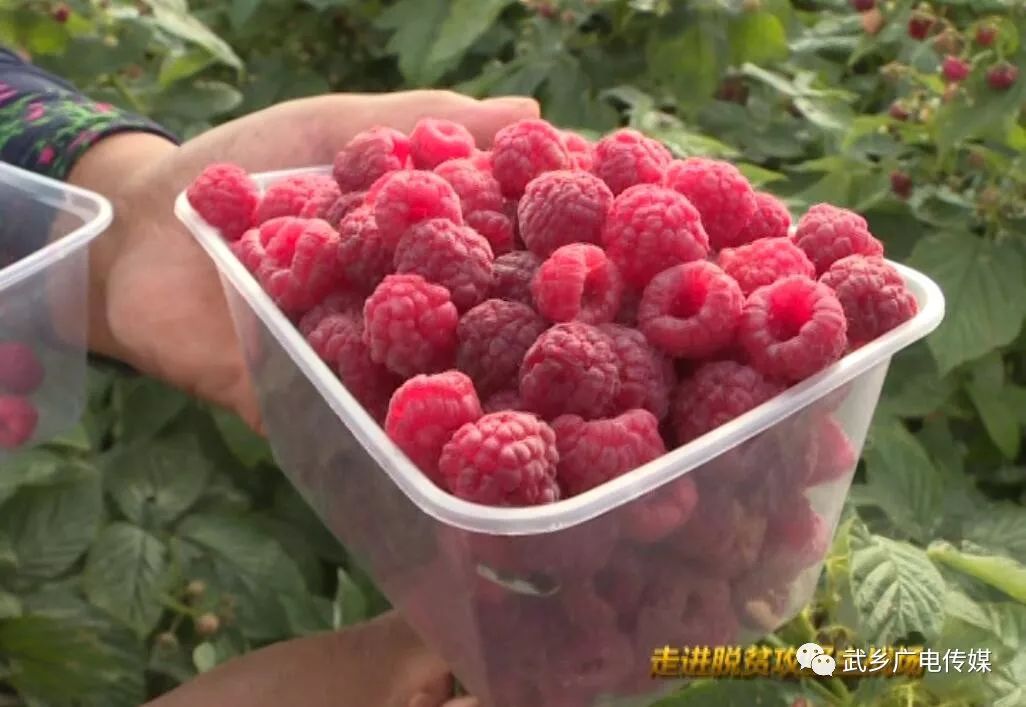 种植覆盆子经济效益前景怎么样_覆盆子种植成本与利润_致富经覆盆子种植
