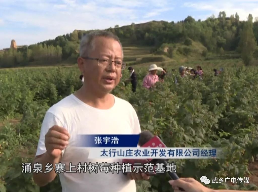 致富经覆盆子种植_覆盆子种植成本与利润_种植覆盆子经济效益前景怎么样