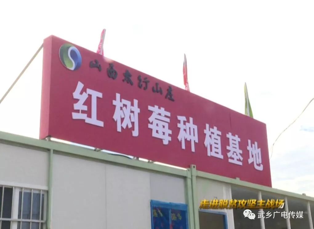 致富经覆盆子种植_种植覆盆子经济效益前景怎么样_覆盆子种植成本与利润