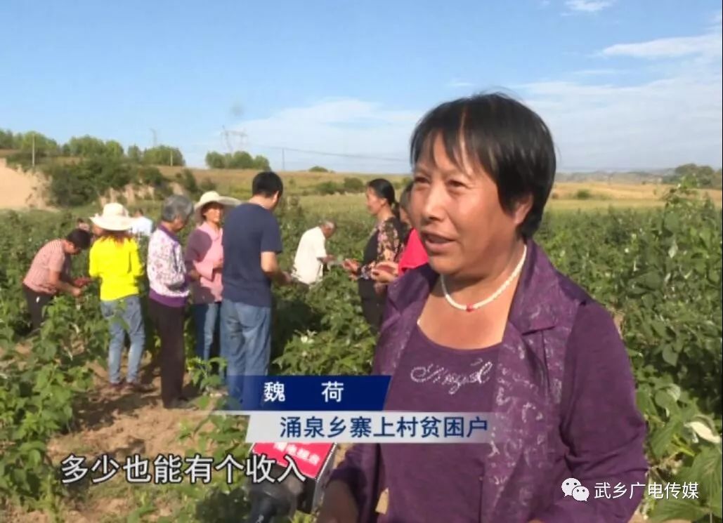 致富经覆盆子种植_种植覆盆子经济效益前景怎么样_覆盆子种植成本与利润