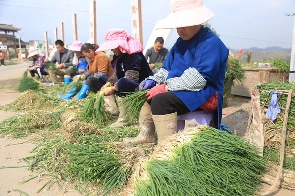 致富经巧种蔬菜变换销路_致富经巧种蔬菜变换销路_致富经巧种蔬菜变换销路