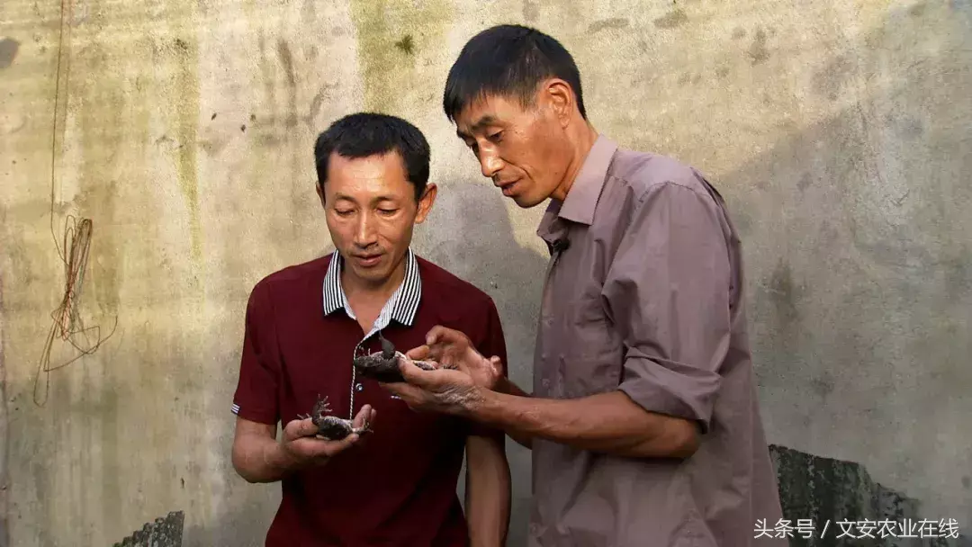 石蛙养殖致富经_致富养殖石蛙图片_石蛙养殖赚钱吗