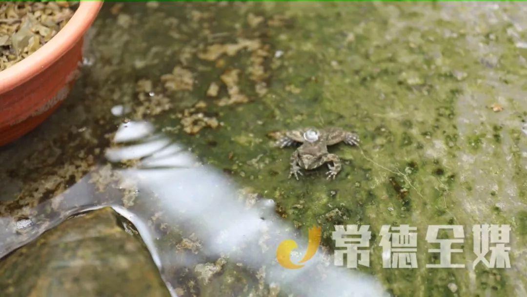 致富养殖石蛙赚钱吗_致富养殖石蛙图片_石蛙养殖致富经