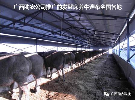致富经牛 舍处理技术_这几年学哪些技术致富_农民增收致富的措施与技术
