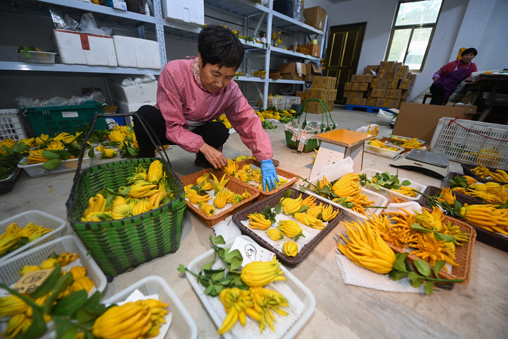 2020致富之路_致富之路什么意思_种植致富之路