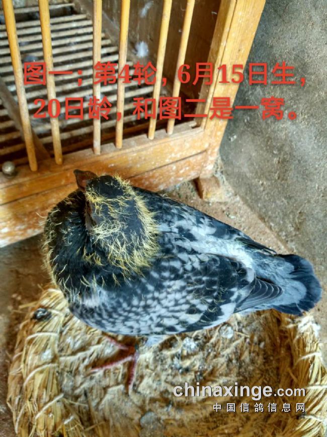 种鸽蛋价格_致富经万年一个种鸽蛋_致富三农养鸽视频