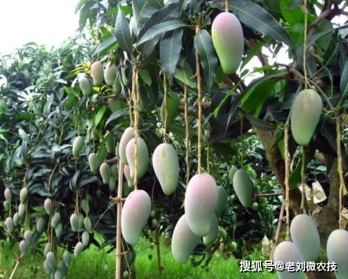 芒果种植能带来很好的收益，掌握技巧和方法，有效提高成活率