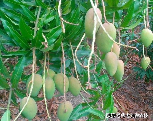 芒果种植致富技巧_致富芒果种植技巧图解_致富芒果种植技巧视频