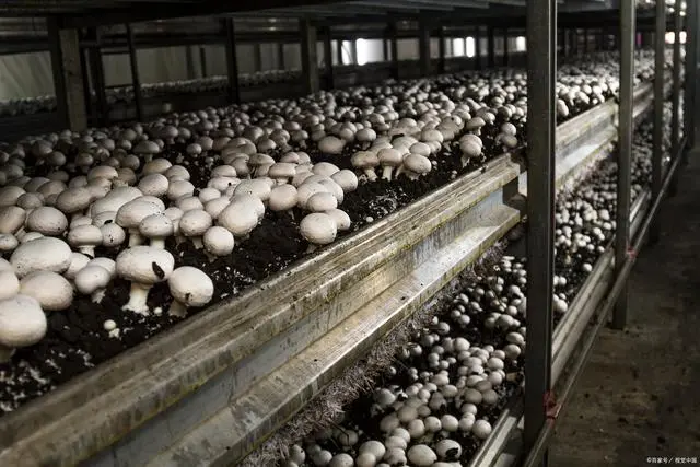 冬季大棚甜瓜的种植方法和管理技术