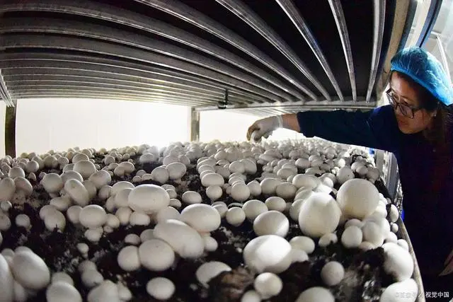 蘑菇种植教程视频_林下蘑菇简单种植技术_蘑菇种植教学