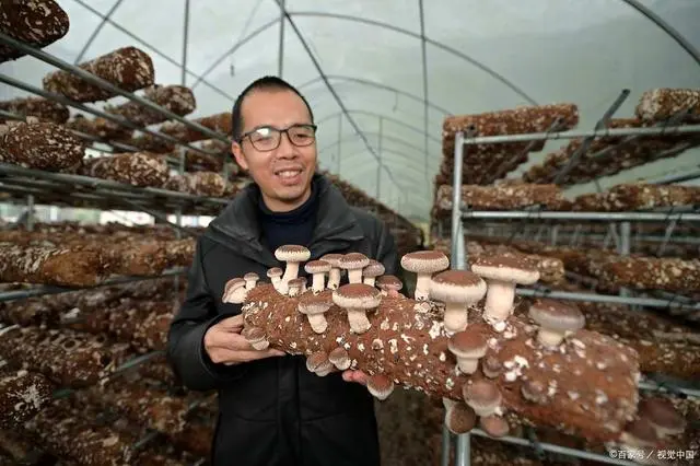 蘑菇种植教程视频_蘑菇种植教学_林下蘑菇简单种植技术