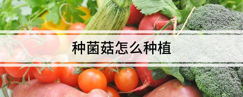 种菌菇怎么种植