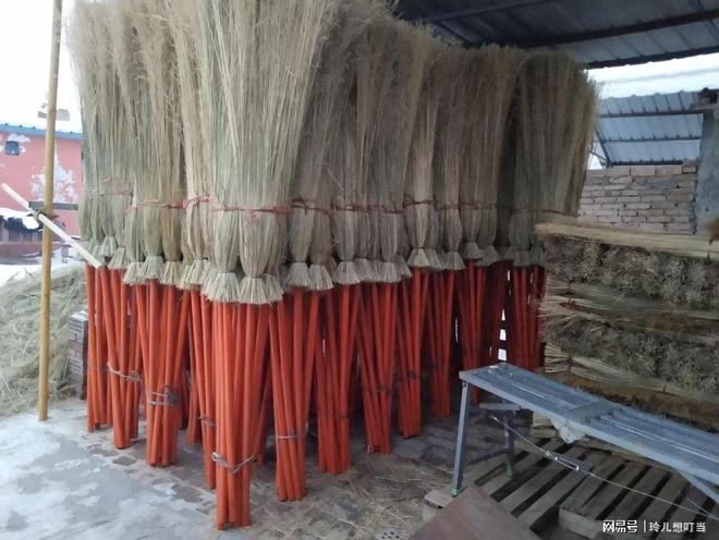 笤帚苗子种植技术_种植笤帚草致富_笤帚草的图片