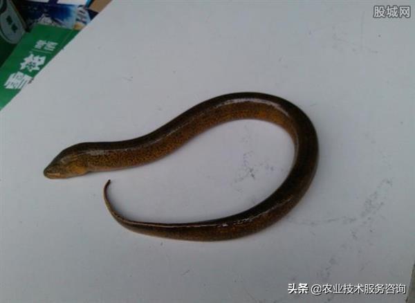 大黄鳝养殖技术_养殖黄鳝技术大全图片_养殖黄鳝技术大全