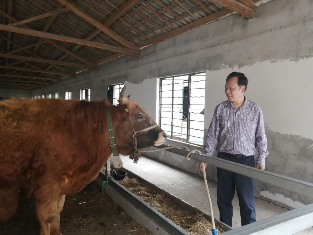 良种牛养殖致富_致富养殖良种牛视频_养牛致富经