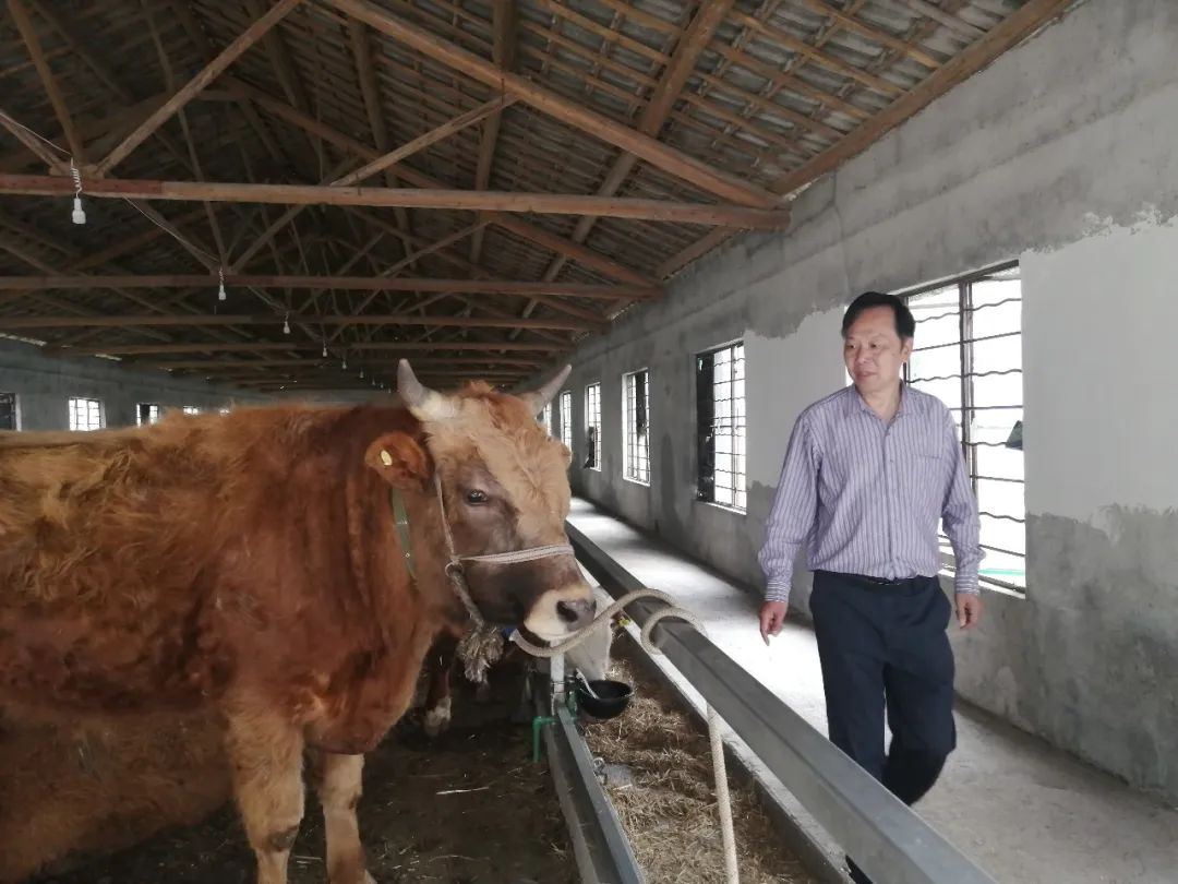 致富养殖良种牛视频_养牛致富经_良种牛养殖致富