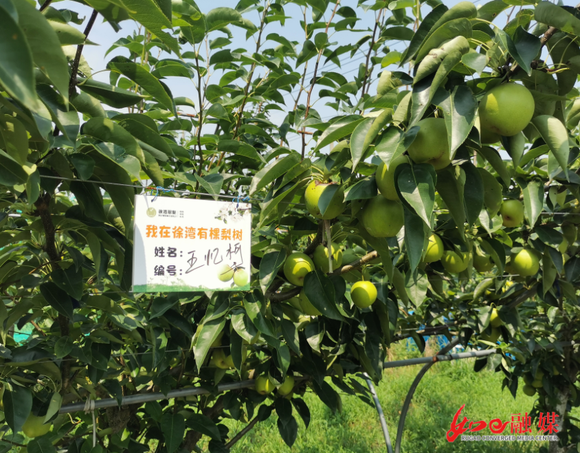 养殖黑鱼赚钱吗_黑鱼养殖效益_黑鱼养殖助致富