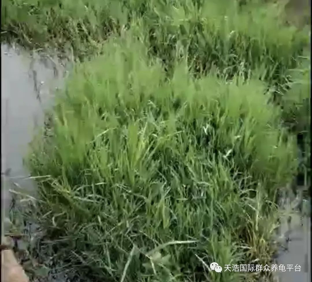 广西适合养殖技术视频_视频养殖广西适合技术开发吗_视频养殖广西适合技术发展吗